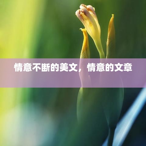 情意不断的美文，情意的文章 