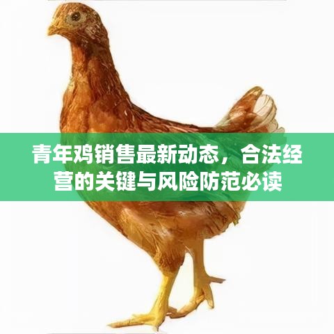 青年鸡销售最新动态，合法经营的关键与风险防范必读