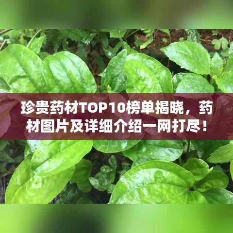 择善而从 第2页