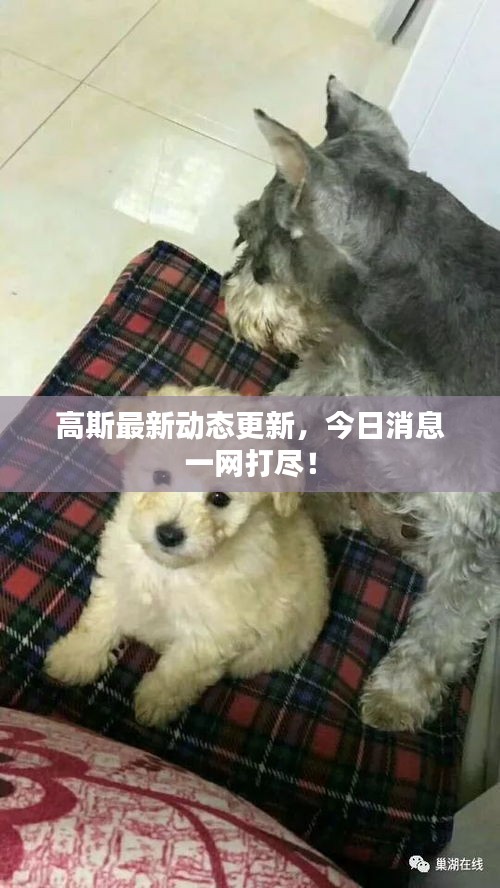 高斯最新动态更新，今日消息一网打尽！