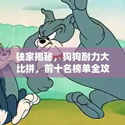 独家揭秘，狗狗耐力大比拼，前十名榜单全攻略！