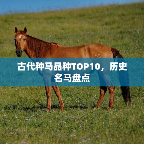 熊经鸟申